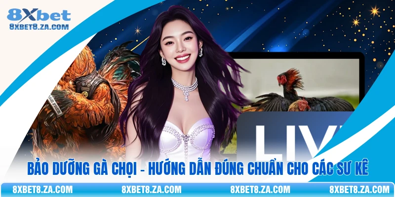 Bảo dưỡng gà chọi - Hướng dẫn đúng chuẩn cho các sư kê