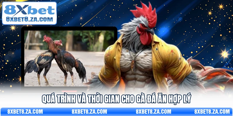 Quá trình và thời gian cho gà đá ăn hợp lý